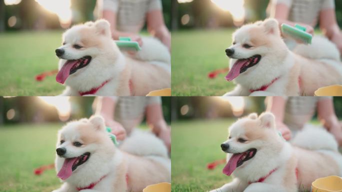 宠物主人正在用梳子梳理她的宠物蓬松的毛发