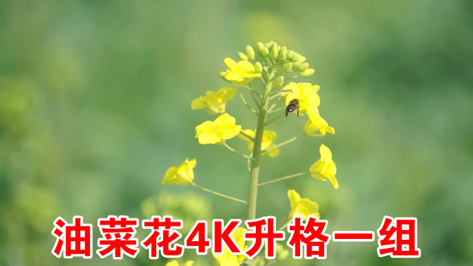 油菜花+蜜蜂采蜜 4K