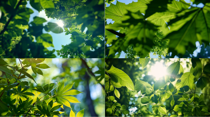 仰拍树林阳光透过树叶斑驳树影唯美夏天树荫