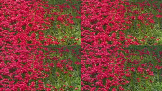 陕西西安地标大兴善寺寺庙经墙彼岸花盛开