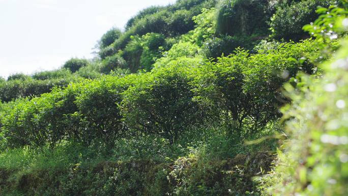 武夷山岩茶 茶树 茶园生态环境 流水岩石