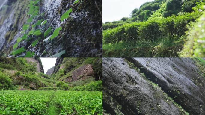 武夷山岩茶 茶树 茶园生态环境 流水岩石