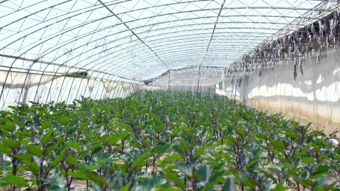 蔬菜丰收 茄子 辣椒 蔬菜 特写蔬菜大棚