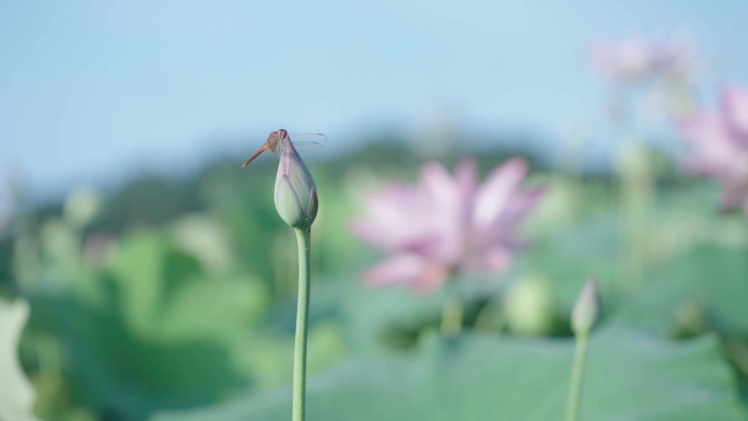 江西广昌 广昌莲池 荷花 蜻蜓立上头