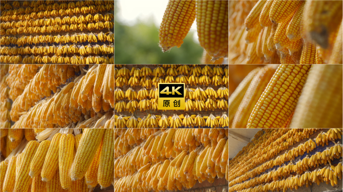 玉米丰收
