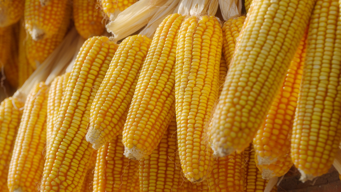 玉米丰收