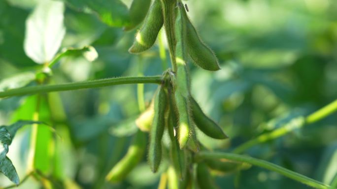 毛豆 黑豆 黄豆 腰子豆