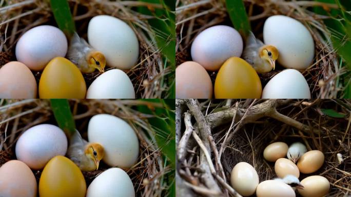 鸟窝小鸟孵化