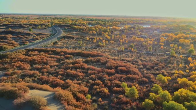 额济纳旗胡杨林