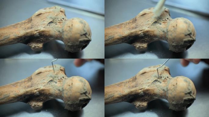 从沙子中清理古人类或动物骨头的特写镜头
