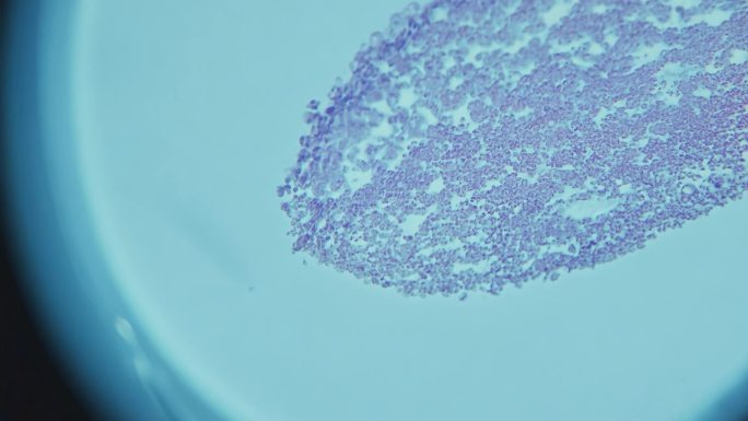 实验室显微镜下检验试样