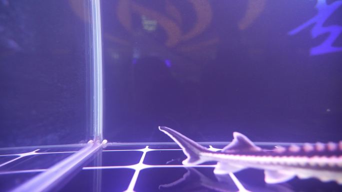 人工养殖的鲟鱼鱼苗