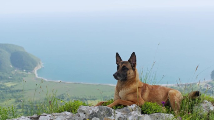 比利时玛利诺犬在岩石山上休息