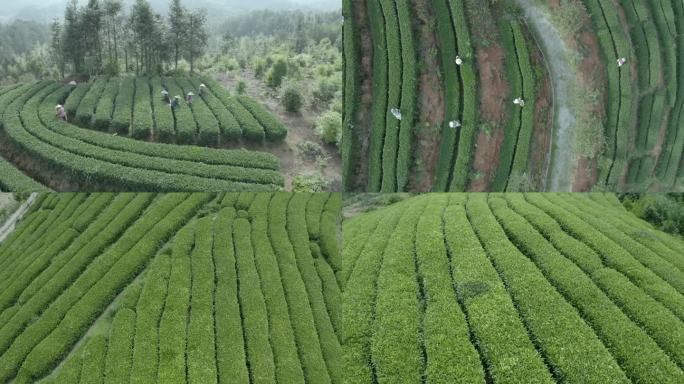 高山绿茶种植园