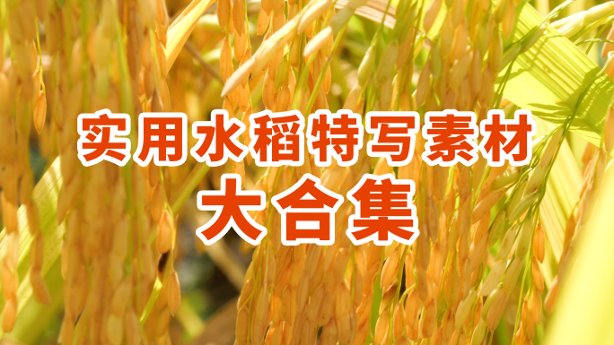 水稻稻谷大丰收视频素材大合集