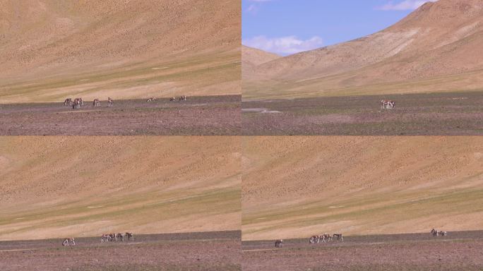 全球变暖 气候炎热 高温天气 非洲大草原