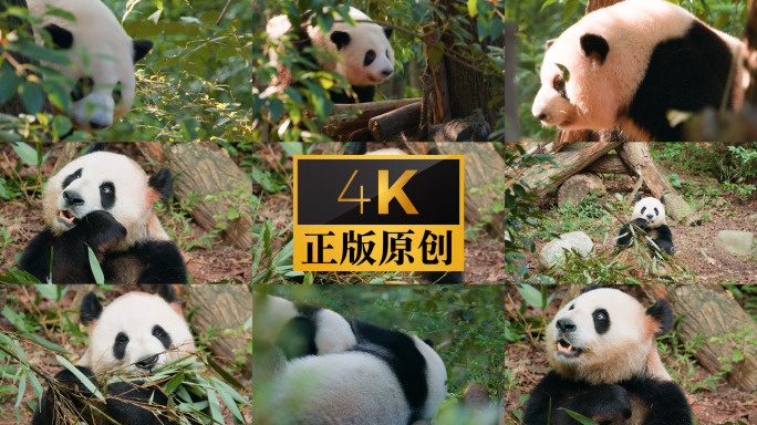 成都 大熊猫 花花 熊猫吃竹子