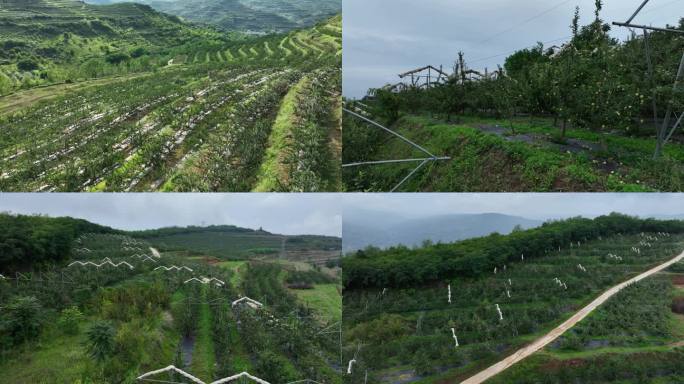 4K航拍苹果种植基地苹果园 红富士 花牛