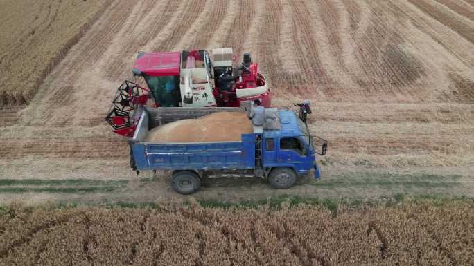 麦子收割