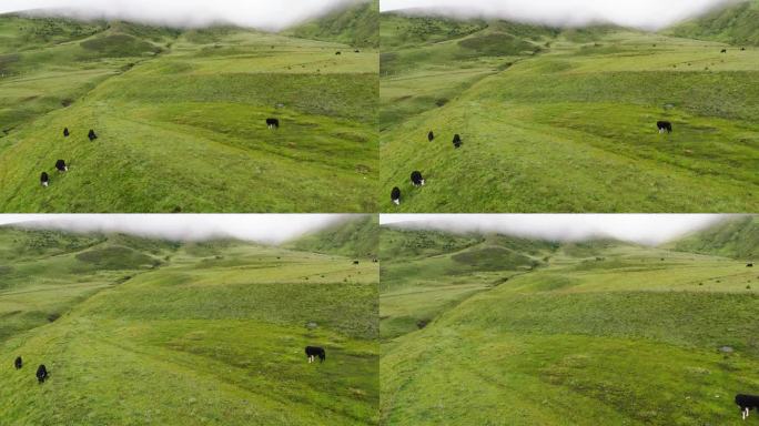 新都桥 新都桥镇 甘孜 318国道