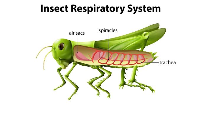 蚱蜢呼吸系统动画