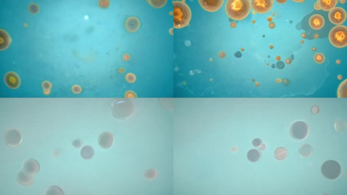 显微镜下的各种细胞物质分子组合