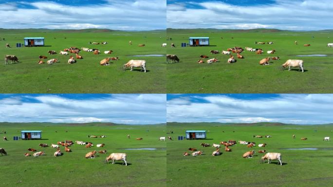 草原天然牧场 草原牛羊