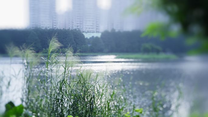 公园芦苇