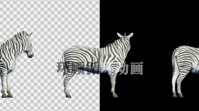 写实斑马动画素材