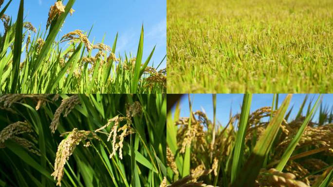 4K 实拍水稻 唯美逆光稻田 水稻特写