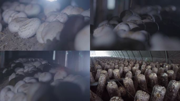 蘑菇 菌类种植 褐菇 蘑菇 口蘑 蘑菇