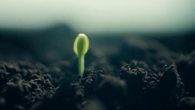 南瓜种子根在地下萌发