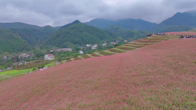 「原创」西安蓝田九间房荞麦花海4k航拍