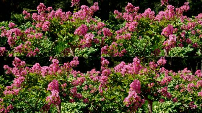 烈日骄阳下一树盛开的紫薇花