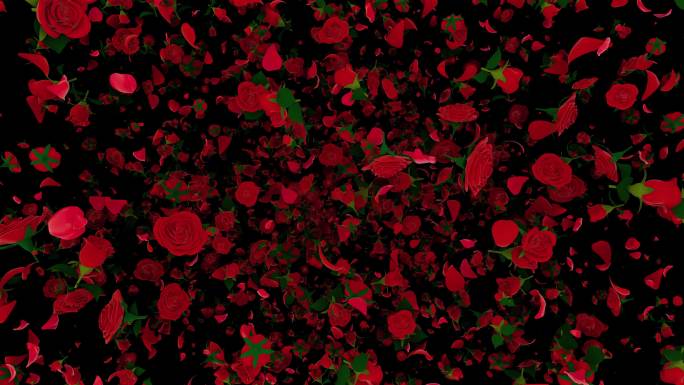 玫瑰花加花瓣爆炸（含通道）