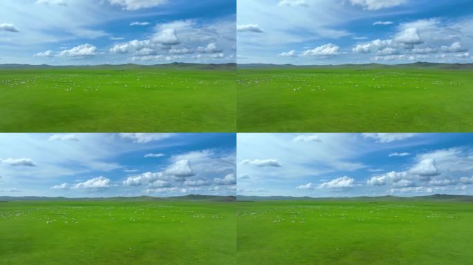 草原羊群 草原牧羊 航拍草原