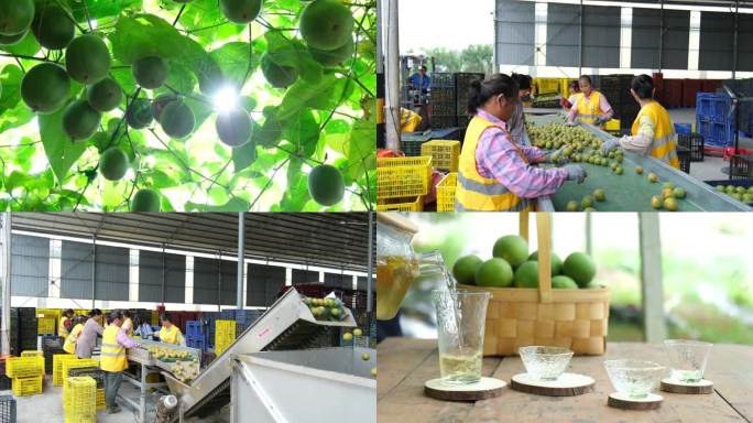 罗汉果生产加工