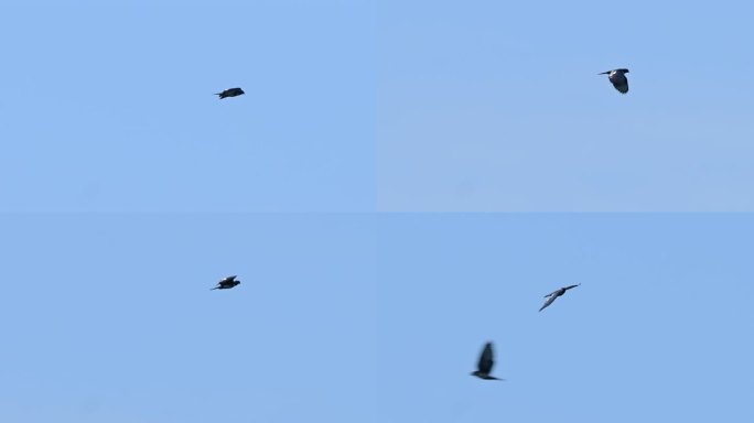 黑冠鹃隼空中飞行