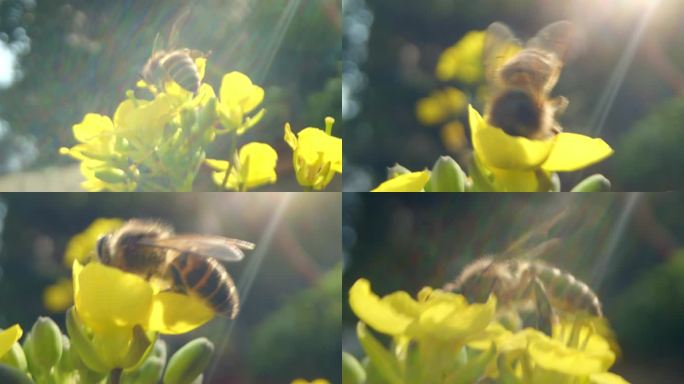 唯美意境蜜蜂采蜜