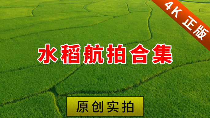 水稻 航拍水稻合集
