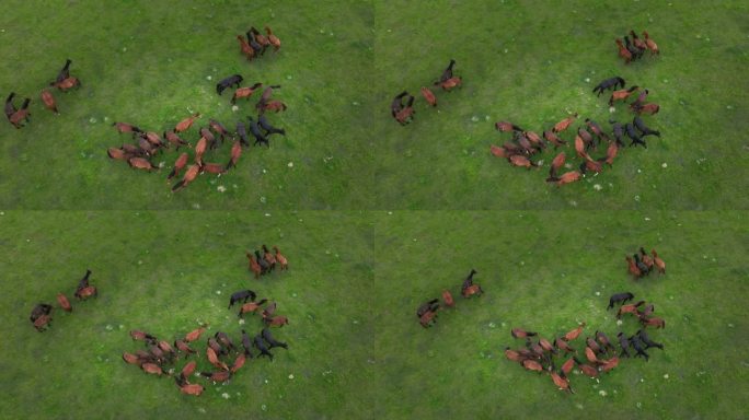 草原马群素材 蒙古