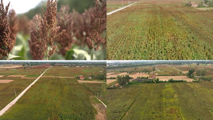 红高粱航拍和特写