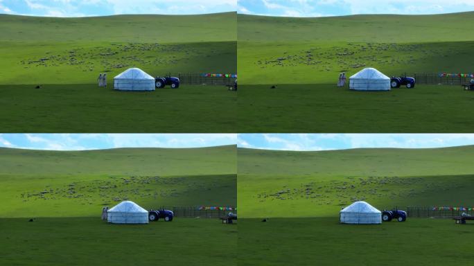 草原羊群 草原牧羊 航拍草原