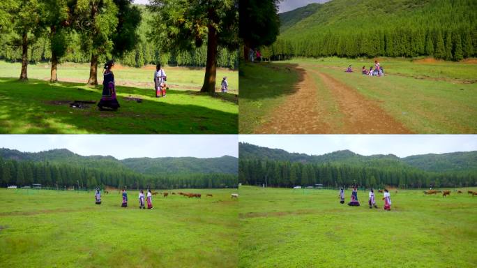 唯美高山森林风光