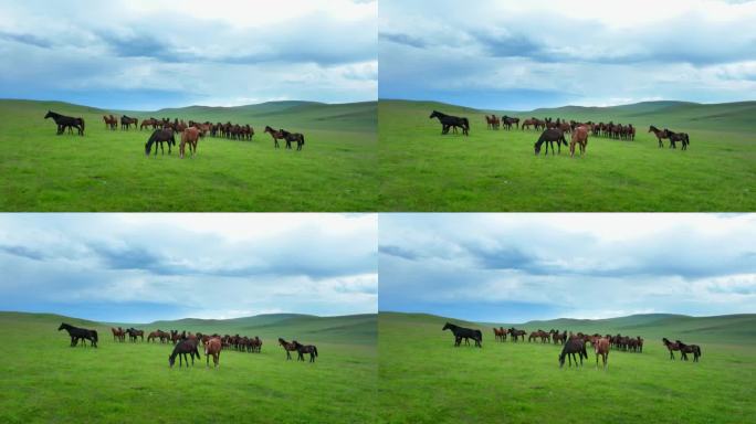 草原马群素材 蒙古