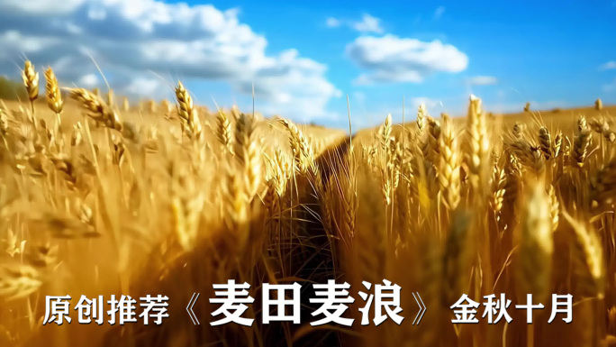 麦田麦浪 金秋十月 丰收立秋
