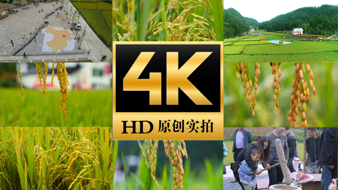 稻田稻谷谷子水稻美丽乡村农民丰收节