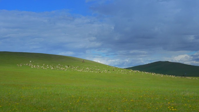 天然牧场航拍羊群 草原羊群 羊群