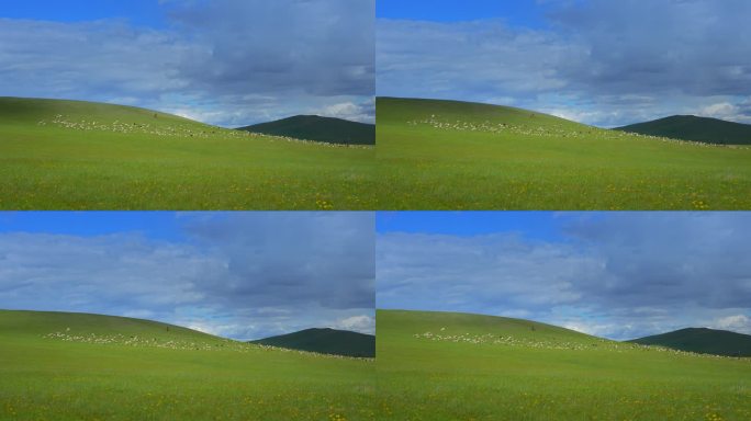 天然牧场航拍羊群 草原羊群 羊群