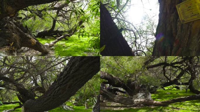 树林光影 空境 万物复苏 阳光照射